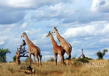 Giraffe Herd Tsavo East National Park Kenya